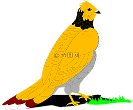 松雞,鳥,草