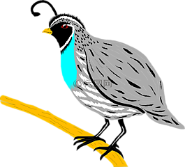 鳥,枝杈,翅膀
