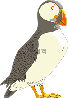 海雀,角,鳥