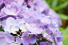 八仙花,紫,弗里施