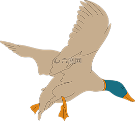 鳥(niǎo),翅膀,著陸