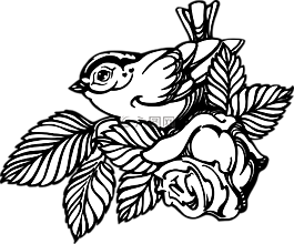 花,玫瑰,鳥