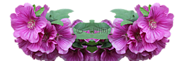 lavatera,灌木,png