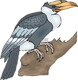 鳥,大,犀鳥