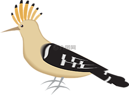 鳥(niǎo),戴勝,翅膀