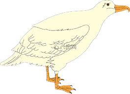 鳥,鷗,翅膀