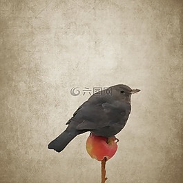 鳥,黑鳥,蘋果