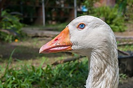 鵝,鳥,家禽