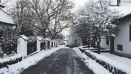 冬天,雪,樹