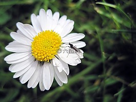花,雛菊,蚊子