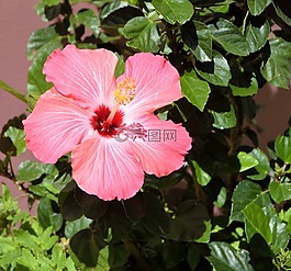 芙蓉花,充满活力,粉红色