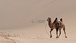 蒙古,沙漠,沙
