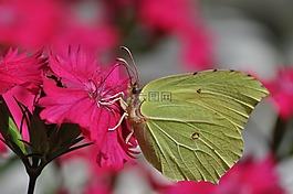 花,蝴蝶,昆蟲