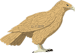 獵鷹,鳥,棕色