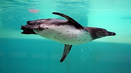 企鵝,動物園,水下