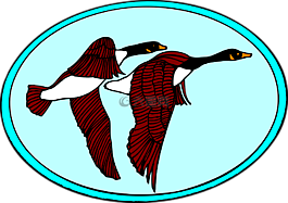 鵝,飛行,鳥