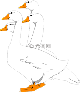 鵝,鳥,集團