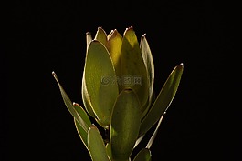 花,绿色,背景