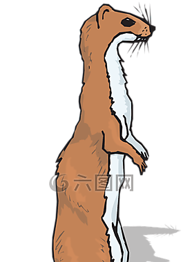 鼬,動(dòng)物,哺乳動(dòng)物