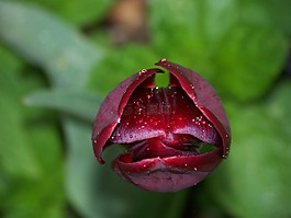 盛開,花,綠色