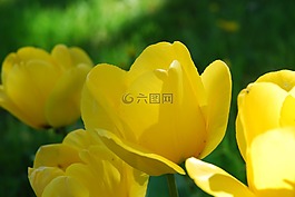 鮮花,黃色,性質(zhì)