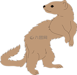 鼬,動(dòng)物,哺乳動(dòng)物