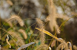 植物,黄色,秋天