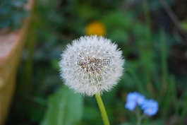 鮮花,蒲公英,性質(zhì)