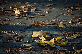 落叶,树叶,地上