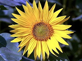 太陽(yáng)花,花,黃色