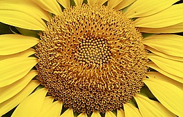 太陽(yáng)花,花,黃色