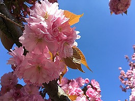 春天,花,粉色