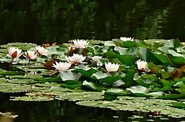睡蓮,荷花池,池塘