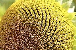 太陽花,花粉,開花