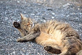 猫,鲭鱼,猫洗