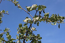 樹(shù),枝杈,自然