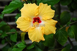 黄色芙蓉,花,花的