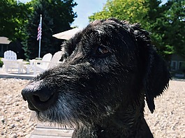 狗,goldendoodle,黑