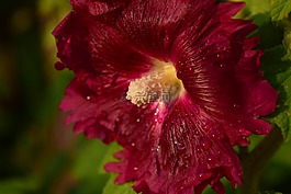 開花,紅色,花
