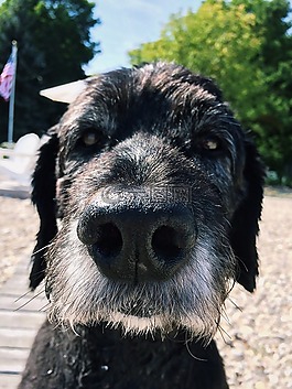 狗,goldendoodle,黑