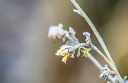 弗羅斯特,花卉,黃色