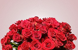 玫瑰,鮮花,開花
