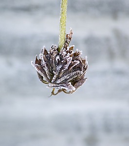 干的,花卉,植物