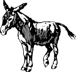 驢,動物,農(nóng)場