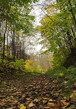autumnholiday,秋季,樹