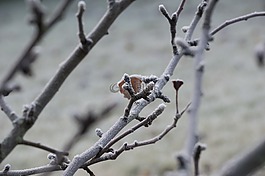 弗羅斯特,樹,芽