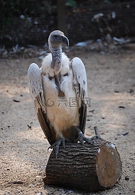 鳥,動物園,兀鷲