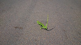 變色龍,爬行動物,蜥蜴