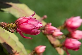 開花,粉紅色,仙人掌