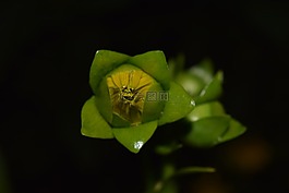太陽花,關(guān)閉,芽